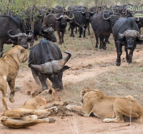 08Terry Ennever Lion Buffalo 5 Final 08Terry Ennever Lion Buffalo 5 Final