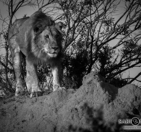 08Kevan Dobbie Avoca Males 240118 2 Final