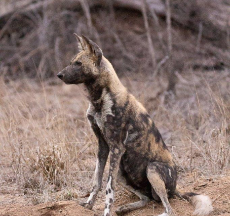 39Frederik Aucamp Wild Dogs 02 11 2018 3 Final 39Frederik Aucamp Wild Dogs 02 11 2018 3 Final