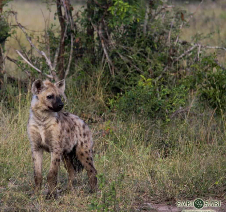 04Louise Murray Hyena Final