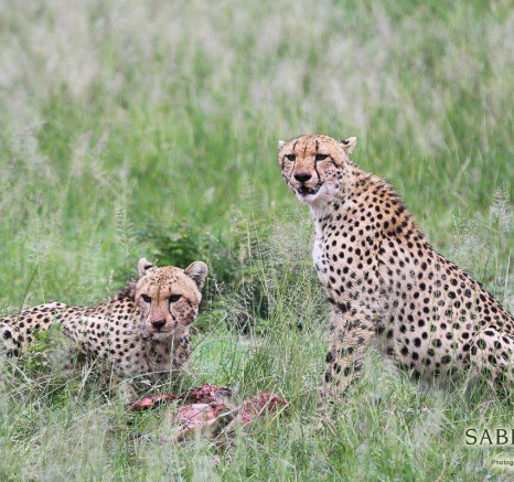 25Ally Ross 20190223 Cheetah 01 Final 25Ally Ross 20190223 Cheetah 01 Final