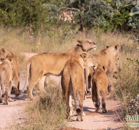 11Frederik Aucamp Pride Of 10 Lions 28 04 2019 2 Final