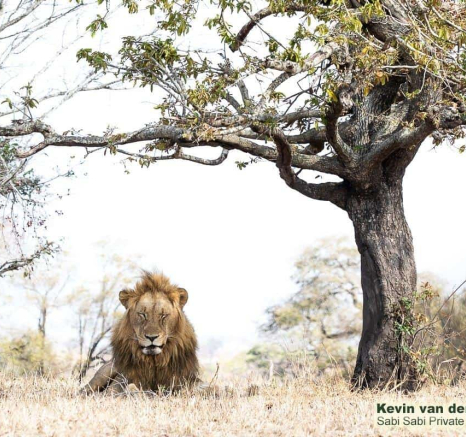 19Kevin Van Der Linde Lion Othowa 07102019 2 Final 19Kevin Van Der Linde Lion Othowa 07102019 2 Final