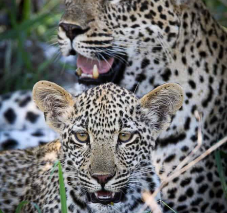 15Ally Ross 20191203 Scotia Cub Female 01 Final 15Ally Ross 20191203 Scotia Cub Female 01 Final