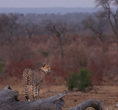 41Marco Vietti Cheetah Male 250820 Final
