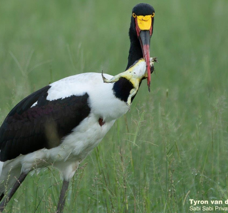 17Tyron Van Der Walt Saddle Billed Stork Kill 231220 3 Final