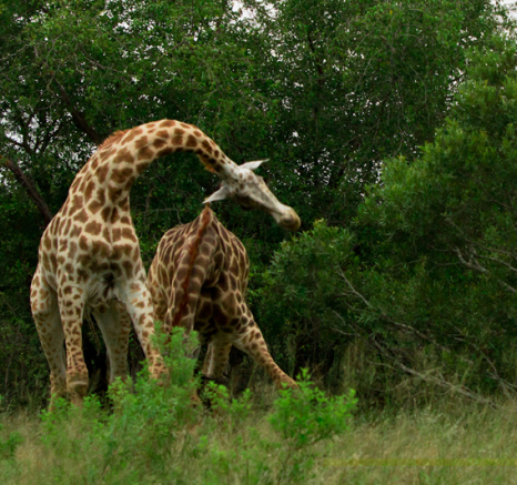 Giraffe5 S S Giraffe5 S S