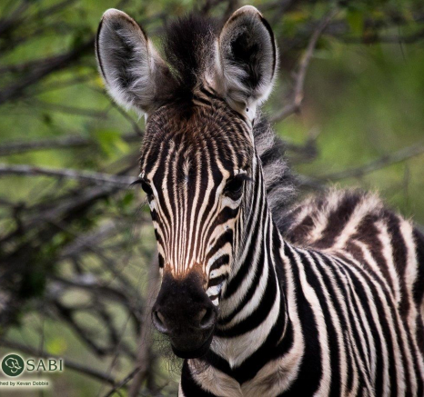 35Kevan Dobbie Zebra Foal 0712 2 Final 35Kevan Dobbie Zebra Foal 0712 2 Final