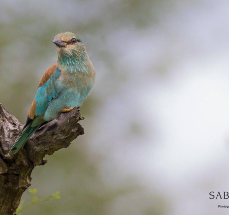 10Kevan Dobbie European Roller 280119 Final 10Kevan Dobbie European Roller 280119 Final