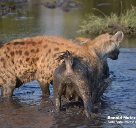 04Ronald Mutero Hyena 13092019 3 Final 04Ronald Mutero Hyena 13092019 3 Final
