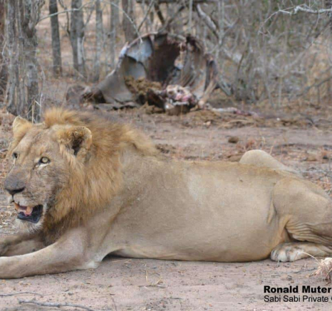 04Ronald Mutero Lion 1 6 Final 04Ronald Mutero Lion 1 6 Final