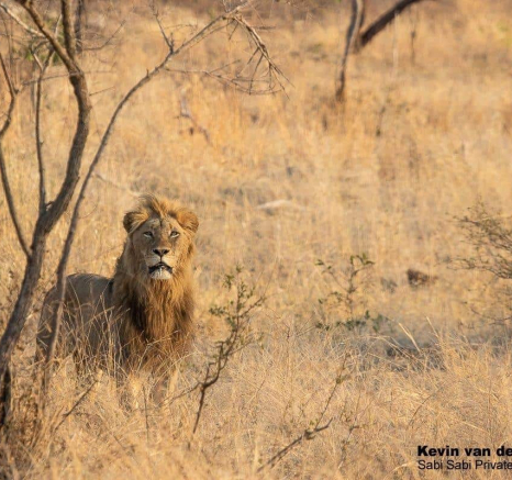31Kevin Van Der Linde Othowa 20102019 Final