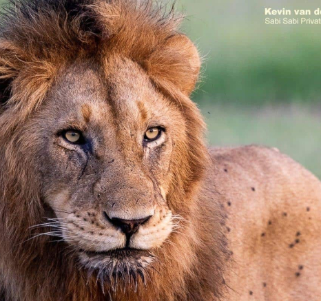 35Kevin Van Der Linde Lion Othowa 18012020 2 Final 35Kevin Van Der Linde Lion Othowa 18012020 2 Final
