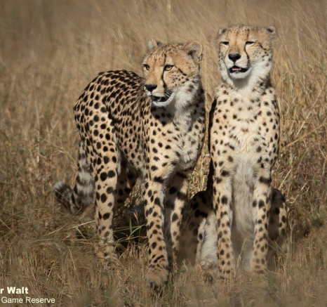 21Tyron Van Der Walt Cheetah 140521 1 Final