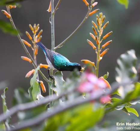 B19Erin Herbst White Bellied Sunbird 031121 Final B19Erin Herbst White Bellied Sunbird 031121 Final