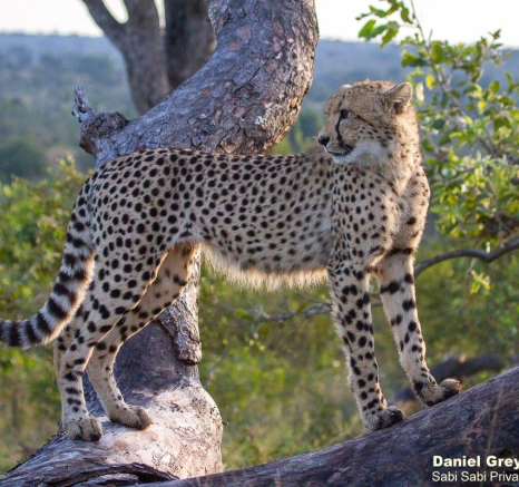 A06Daniel Greyvenstein Cheetah And Cub 150622 10 Final A06Daniel Greyvenstein Cheetah And Cub 150622 10 Final