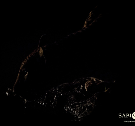 22Kevan Dobbie Fem Leopard 2011.6 Final