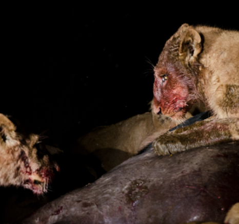 Southern Pride On A Kill 3 Southern Pride On A Kill 3
