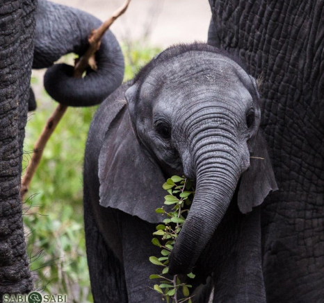24Kevan Dobbie Elephant Calf 3 Final 24Kevan Dobbie Elephant Calf 3 Final