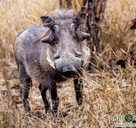 12Kevan Dobbie Warthog 0708