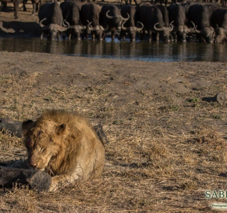 12Kyle 2 Sep Tsalala Vs Buffalo 19 Final 12Kyle 2 Sep Tsalala Vs Buffalo 19 Final