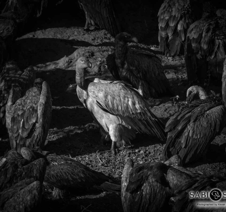 25Kevan Dobbie Cape Vulture 040118 Final 25Kevan Dobbie Cape Vulture 040118 Final