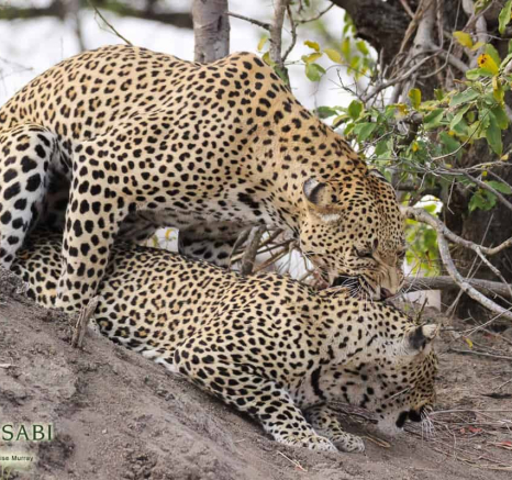 06Louise Murray 07092018 WD And Msuthlu 2 Final