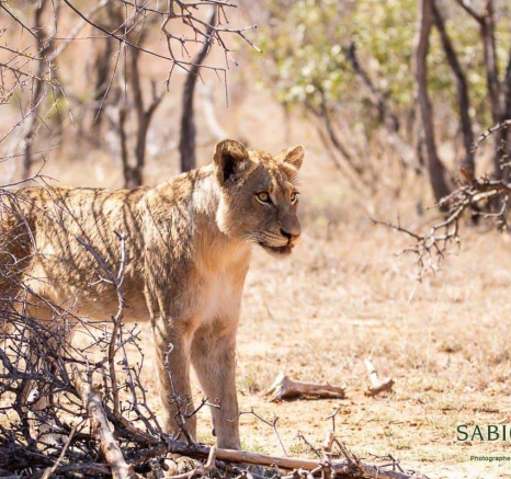 09Frederik Aucamp SP Lions 28 10 2018 1 Final