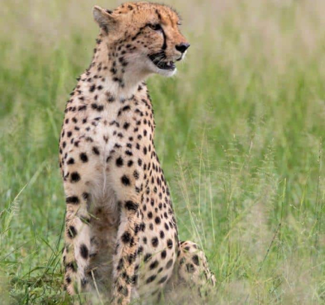 26Kevin Van Der Linde Cheetah 23022019 2 Final 26Kevin Van Der Linde Cheetah 23022019 2 Final