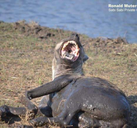 03Ronald Mutero Hyena 13092019 1 Final 03Ronald Mutero Hyena 13092019 1 Final