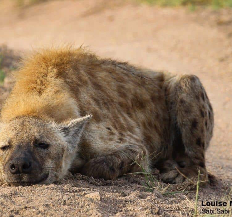 04Louise Murray Hyena 24032020 Final 04Louise Murray Hyena 24032020 Final