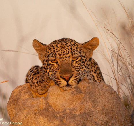 03Greg Heasman Scotia Cub 07072020 5 Final