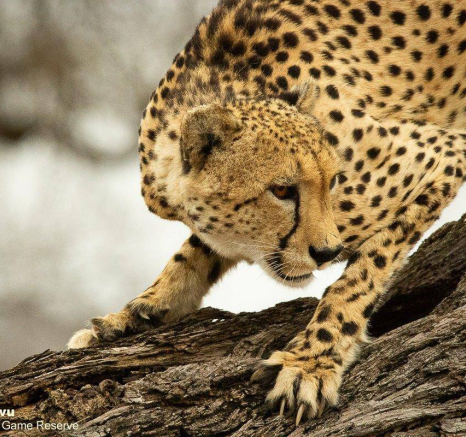 42andries Cheetah.cm1 170820 2 Final 42andries Cheetah.cm1 170820 2 Final