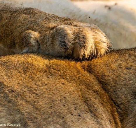 15andries Lioness.claws 031120 Final 15andries Lioness.claws 031120 Final