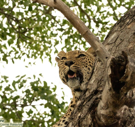 A09andries Leopard.ntsumi 181122 2 Final