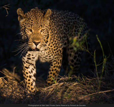 1264723 577461022301553 1971216024 O