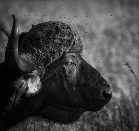 Buffalo Bull Buffalo Bull