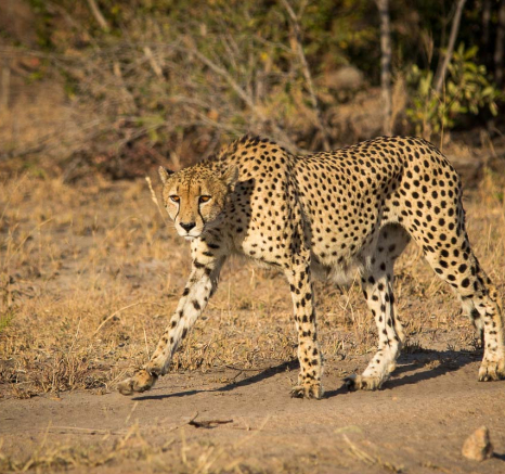 04Franscois Rosslee Cheetah 1 Of 1 04Franscois Rosslee Cheetah 1 Of 1