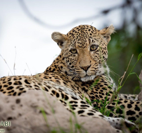 37Pravir Patel Leopard02 220316 Final