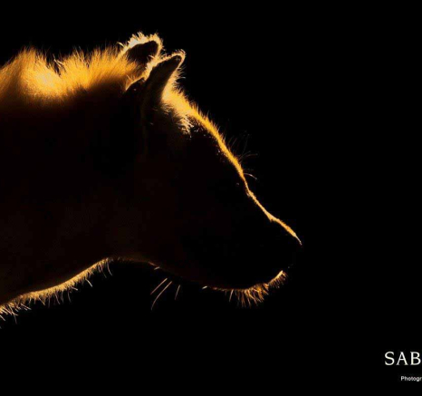 19Terry Ennever Hyenas 27218 1 Final