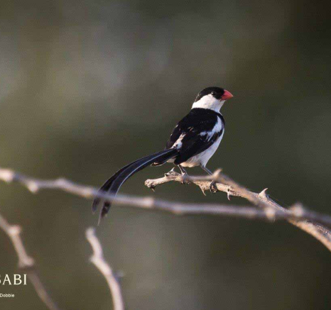 42Kevan Dobbie Pin Tailed Whydah 120318 Final 42Kevan Dobbie Pin Tailed Whydah 120318 Final