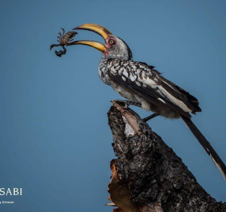 44Terry Ennever Scorpion Hornbill Final 44Terry Ennever Scorpion Hornbill Final