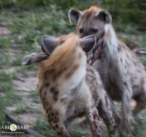 12Gregory Heasman Hyena 16012019 2 Final 12Gregory Heasman Hyena 16012019 2 Final