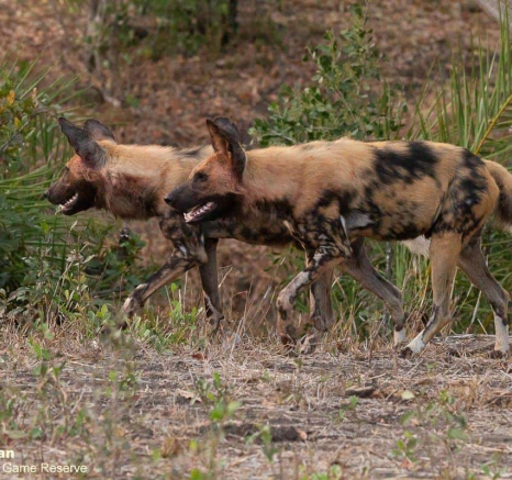 38Greg Heasman Wild Dog 190920 3 Final