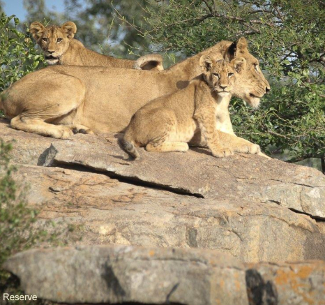 14andries Lion Spfemale 030521 4 Final 14andries Lion Spfemale 030521 4 Final