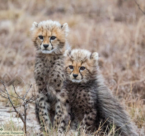 A08Ronald Mutero Cheetah And Cubs 29092021 7 Final