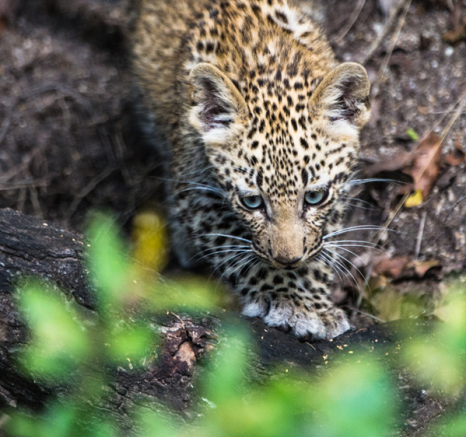 Leopard Cub 6 Leopard Cub 6