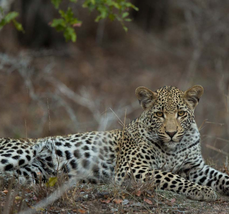 11Pravir Patel White Dam Cub02 110915 11Pravir Patel White Dam Cub02 110915