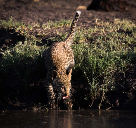 10Franscois Rosslee Lbckill8