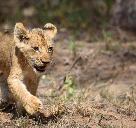 17Mike Palmer Cubs 050316 1